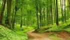 إعلان COP26 بشأن الغابات.. 5 وعود مهمة لإنقاذ الأرض