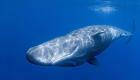 Fransa'da kıyıya vuran 19 metre uzunluğundaki balina öldü