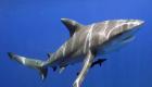 Brésil: un touriste français mordu par un requin 