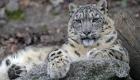 ABD'de 3 kar leoparı koronavirüsten öldü