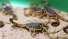 Égypte : au moins 500 personnes piquées par des scorpions chassés par les intempéries