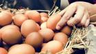 Tedbir alınmazsa yumurta üreticileri batacak