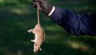 وباء شبيه بكورونا.. دراسة تحذر من "الفئران"