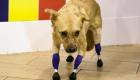 Russie : un vétérinaire pose quatre pattes artificielles à une chienne martyrisée