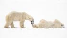 ویدئو | شادی خرس‌های قطبی در کانادا