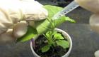 Bilim insanları böcek ilacına alternatif bitki üretti