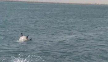 لغم بحري حوثي على أحد الشواطئ الجنوبية في اليمن