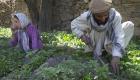 طالبان: شرکت خارجی در افغانستان کارخانه تولید «موادمخدر» می‌سازد