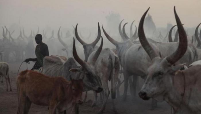 إحدى معسكرات الأبقار بجنوب السودان