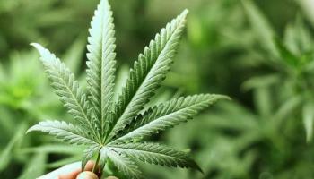 دراسة تؤكد أن الماريجوانا تقلل الحيوانات المنوية لدى الرجال وأبنائهم