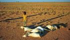 الجفاف يقتل 3 صوماليين جوعا وعطشا