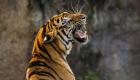 En vidéo : Un tigre attaque un élève dans un établissement scolaire en Inde