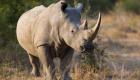 Vietnam : peine record pour un trafiquant de cornes de rhinocéros