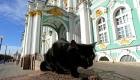 شاهد بالصور.. 50 قطة ملكية تسيطر على متحف روسي ضخم