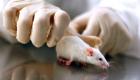 Taiwan : le coronavirus peut se transmettre par une souris de laboratoire