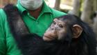 باران، تنها بچه شامپانزه ایران، در کنیا کشته شد