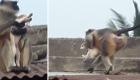 ویدئو | میمون‌های انتقام‌جو "۲۵۰" توله‌سگ را کشتند!