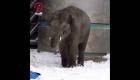 Bebek fil Moskova Hayvanat Bahçesi'nde karda Oynuyor