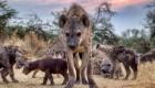 Kenya: deux personnes tuées par des hyènes près de Nairobi