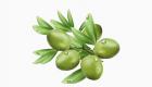 INFOGRAPHIE - Les feuilles d'olivier, un cadeau de la nature
