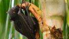 انتشار خفافيش "نيباه" في مصر.. ماذا عن الفيروس؟