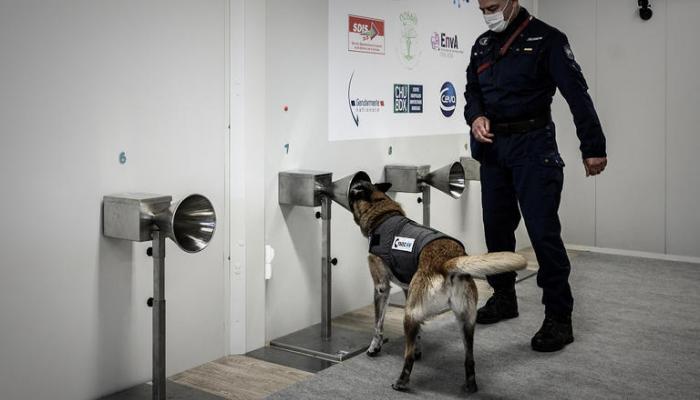 En France... ils forment des chiens pour traquer le Covid-19 avec la sueur humaine