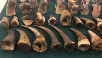 قرون حيوانات- أرشيفية