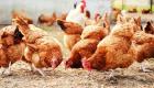 Algérie: Un nouveau foyer de la grippe aviaire détecté dans l'est du pays