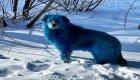 بالصور.. "كلاب زرقاء" في شوارع روسيا.. ما القصة؟