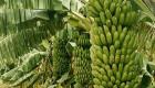 L'Algérie recourt à la production de bananes pour combler le déficit commercial