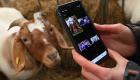صور: مكالمات فيديو مع الماعز.. أحدث طريقة لمحاربة "ملل كورونا"