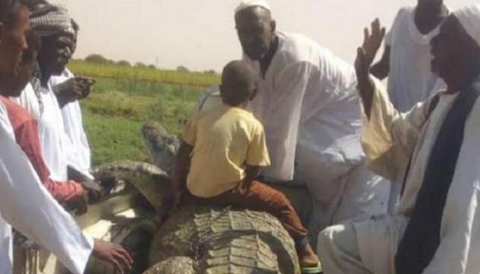 المزارع السوداني مع التمساح عقب اصطياده