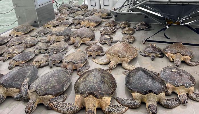 إنقاذ آلاف السلاحف المتجمدة في تكساس