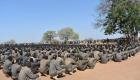 سلام جنوب السودان.. كورونا يرجئ تخريج القوات المشتركة
