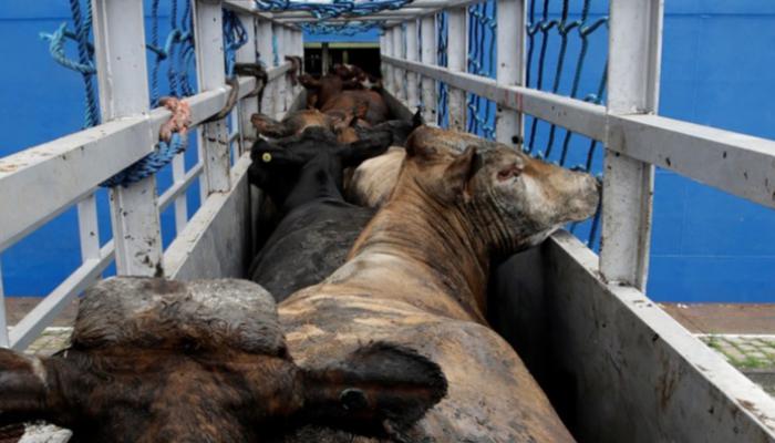 ماشية عالقة على متن سفينة قبالة سواحل قبرص