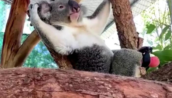 حيوان الكوالا تريامف