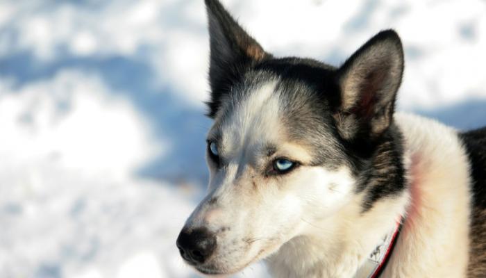 كلب من نوع هاسكي في ألاسكا