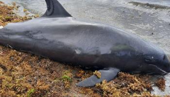 نفوق أكثر من مئة دولفين قبالة سواحل موزمبيق