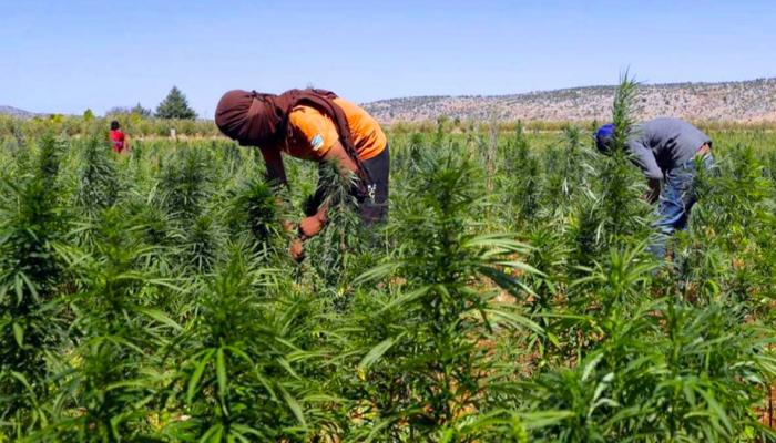 135-124503-morocco-legalizing-uses-indian-hemp_700x400.jpg (700×400)
