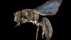 Çok nadir bir arı türü 98 yıl sonra görüldü 