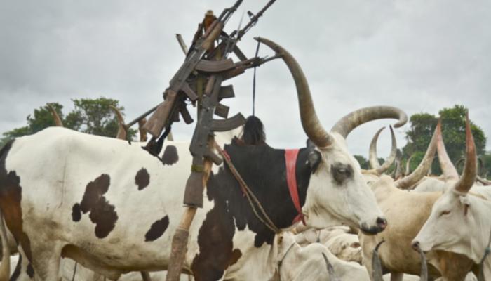 أحد معسكرات الأبقار بجنوب السودان