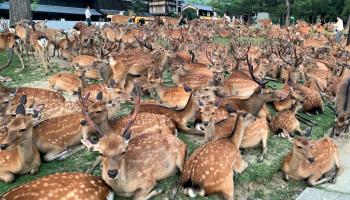 غزلان في مقاطعة نارا 