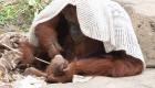 صور وفيديو.. ولادة "إنسان غاب" مهدد بالانقراض في أمريكا