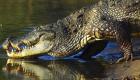 Indonésie: Un enfant de huit ans retrouvé dans le ventre d'un crocodile