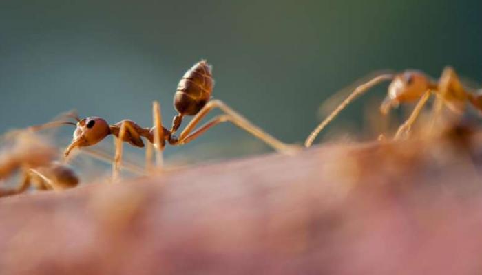 النمل يتخلى عن المجموعة في حالة وجود عدوى 