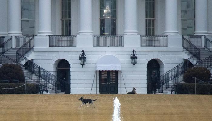 كلبا الرئيس الأمريكي جو بايدن تشامب وميجور 