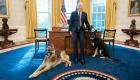 كلب بايدن يعض ضابط أمن.. والرئيس الأمريكي يتخذ قرارا مهما