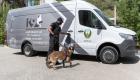 الكلاب البوليسية تكشف عن كورونا.. الإمارات أول دولة في العالم