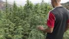 Le gouvernement marocain approuve la loi de «production agricole de la drogue»