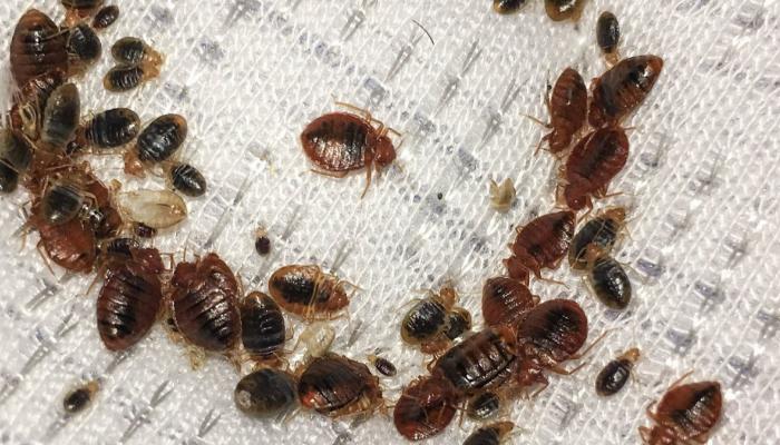 176-155818-bed-bugs-insect-cleaning-ventilation_700x400.jpg